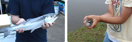 林中の魚たち